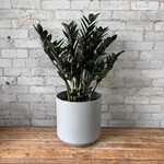 ZZ Plant Raven 11"