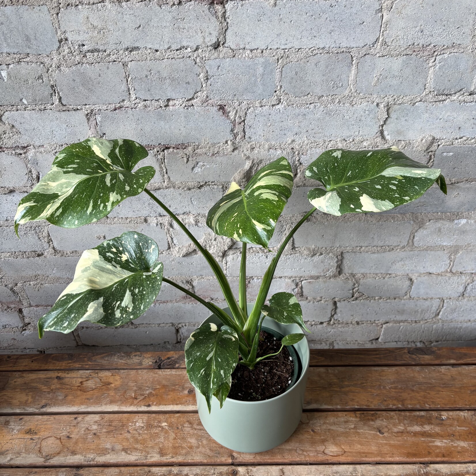 Monstera Thai Constellation 6"