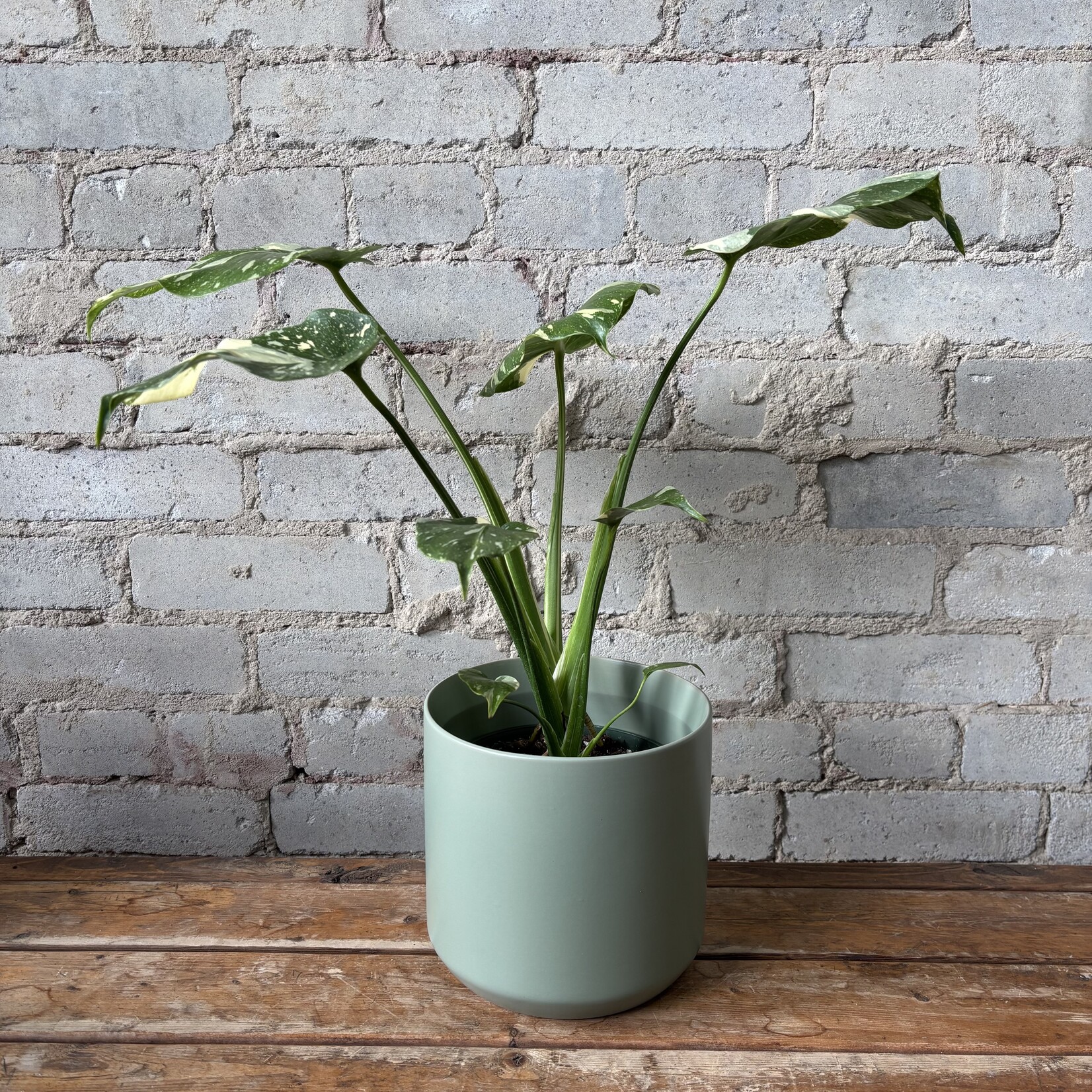 Monstera Thai Constellation 6"