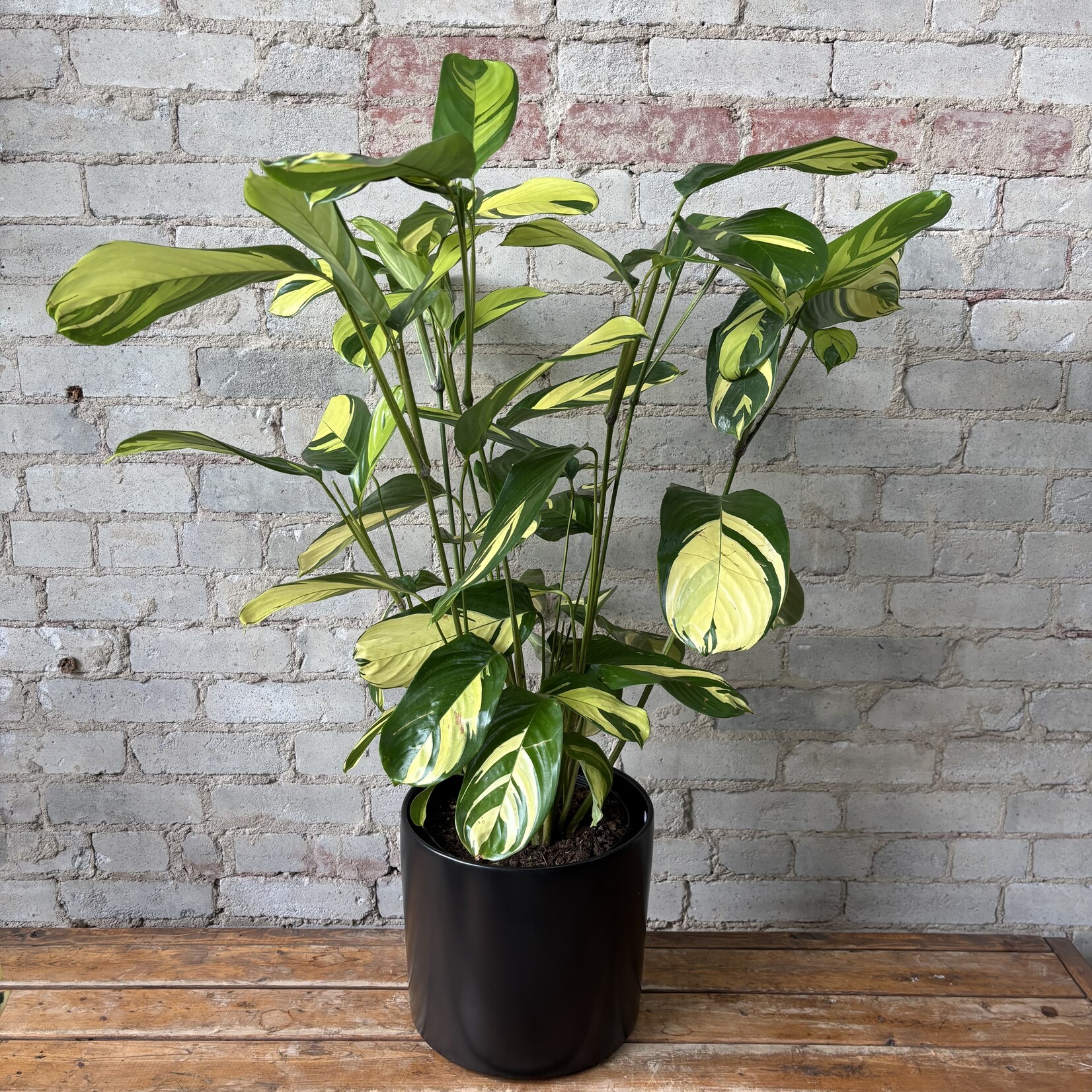 Ctenanthe Lubbersiana 10"