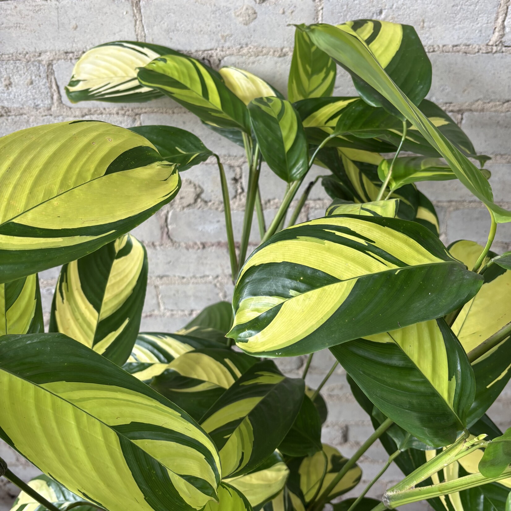 Ctenanthe Lubbersiana 10"