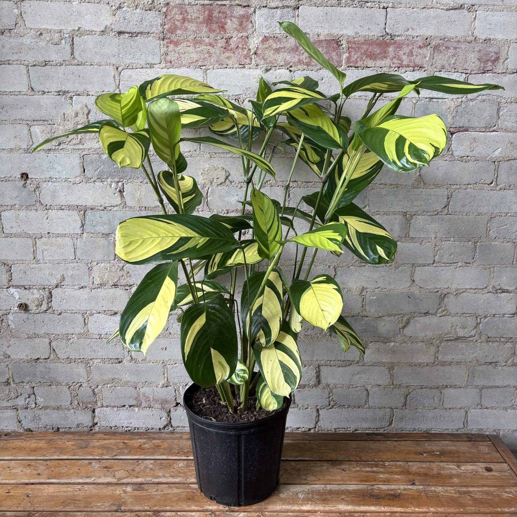 Ctenanthe Lubbersiana 10"