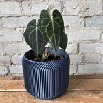 Anthurium Clarinervium 6"