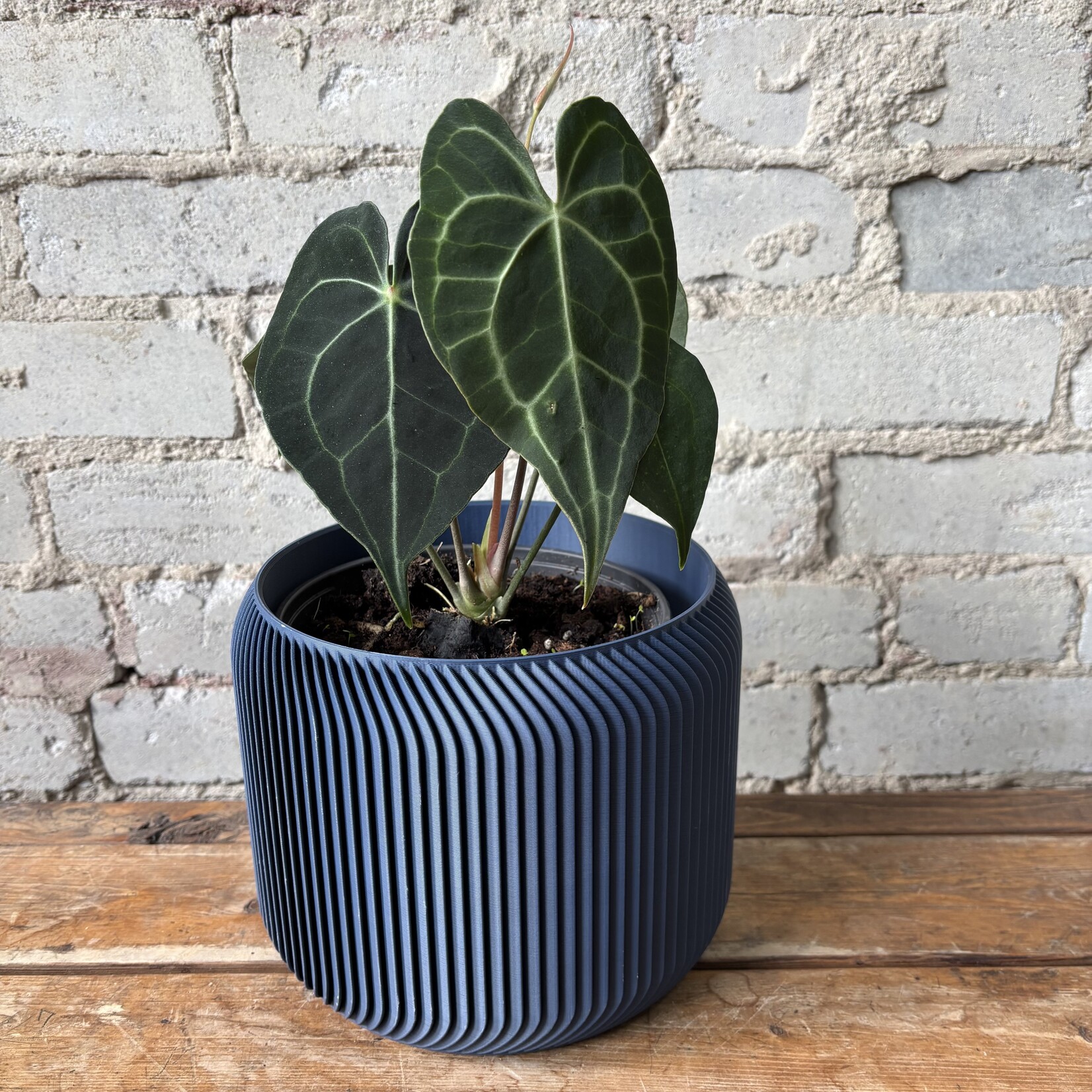 Anthurium Clarinervium 6"