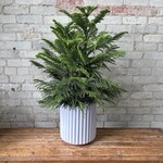 Norfolk Island Pine 9"