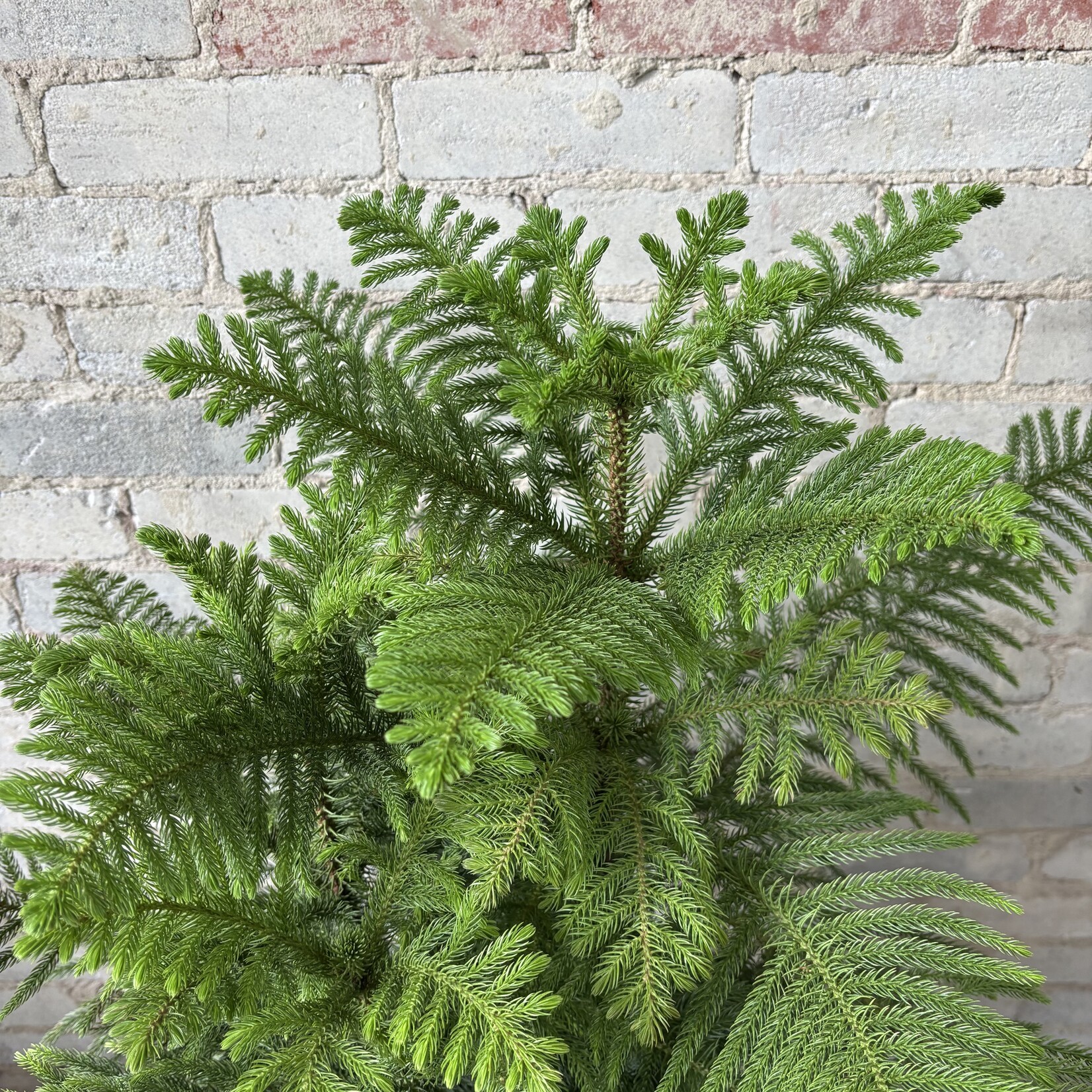 Norfolk Island Pine 9"