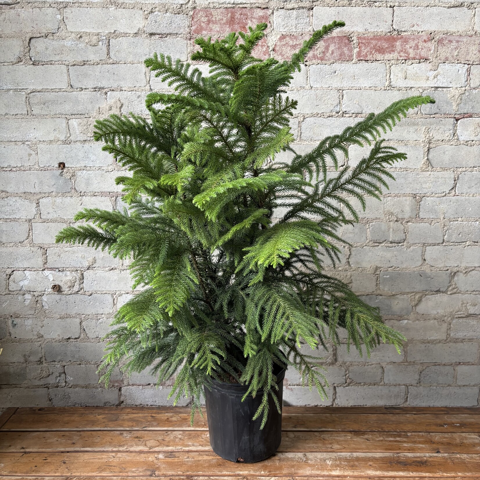 Norfolk Island Pine 9"