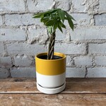 Pachira Aquatica - Money Tree 4"