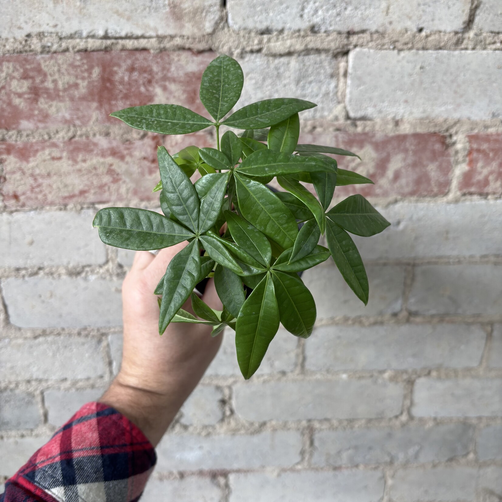 Pachira Aquatica - Money Tree 4"