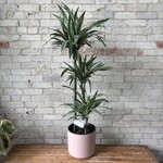 Dracaena Warneckii Jumbo 10"