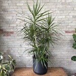 Dracaena Marginata Character Cane 14"
