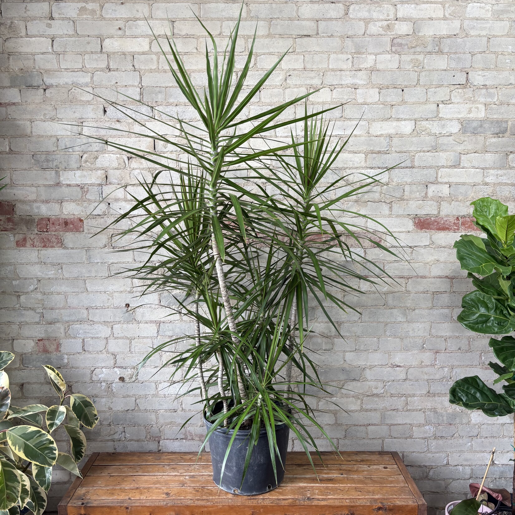 Dracaena Marginata Character Cane 14"