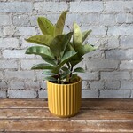 Ficus Elastica Shivereana 6"