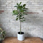 Ficus Audrey Standard 10"