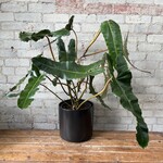Philodendron Billietiae 'Black' Bush 10"