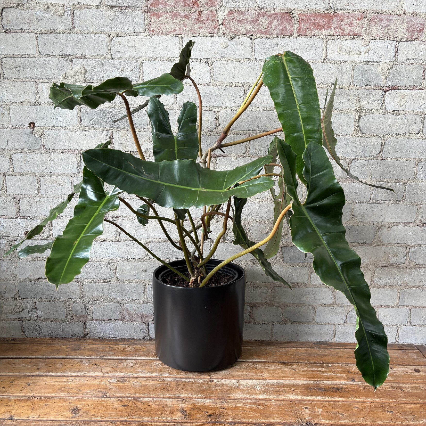 Philodendron Billietiae 'Black' Bush 10"