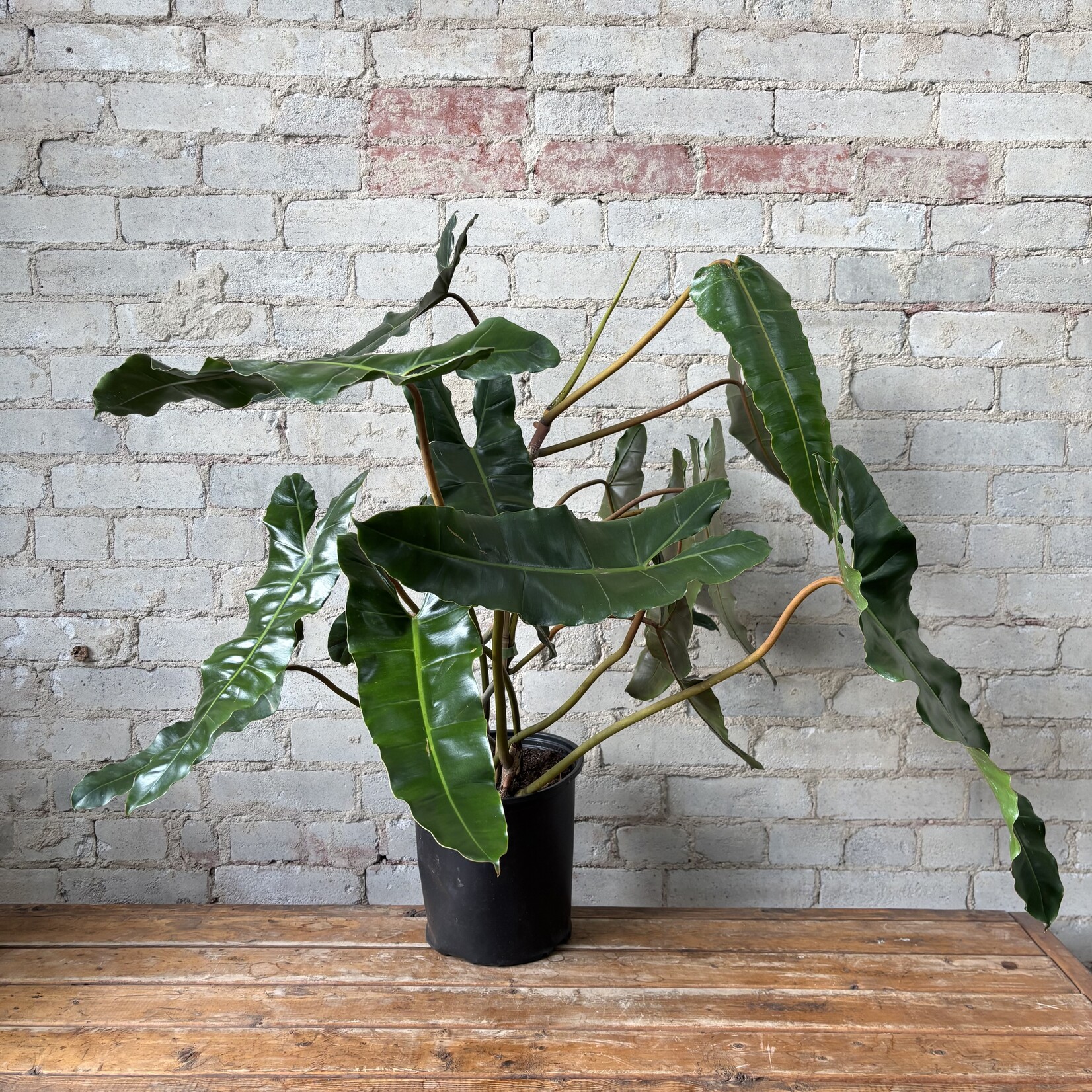 Philodendron Billietiae 'Black' Bush 10"