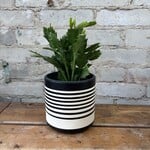 Schlumbergera 'Christmas Cactus' 4" Pink