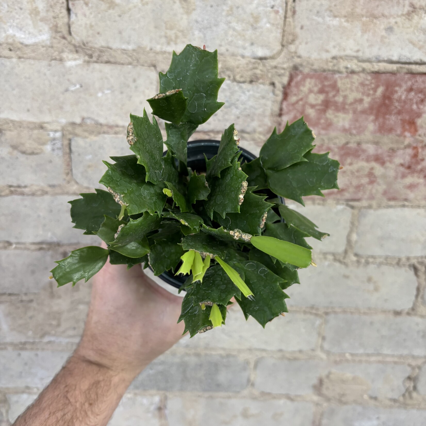 Schlumbergera 'Christmas Cactus' 4" Pink