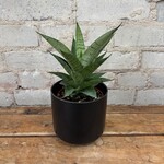 Sansevieria Gabriella 4"