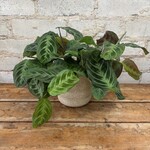 Maranta 'Cat Moustache' 4"