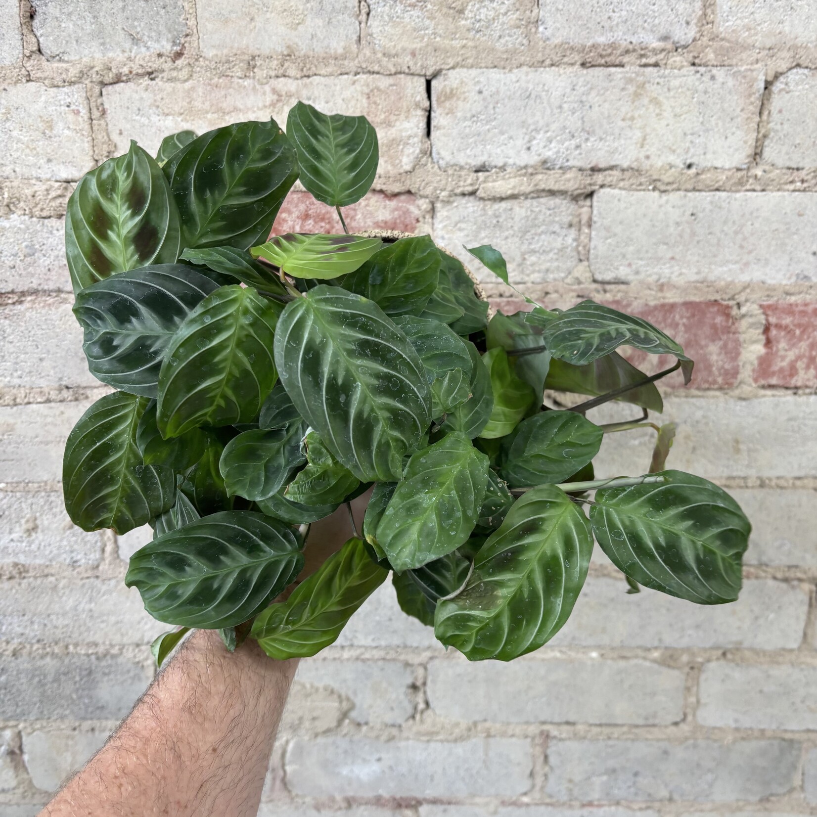 Maranta 'Cat Moustache' 4"