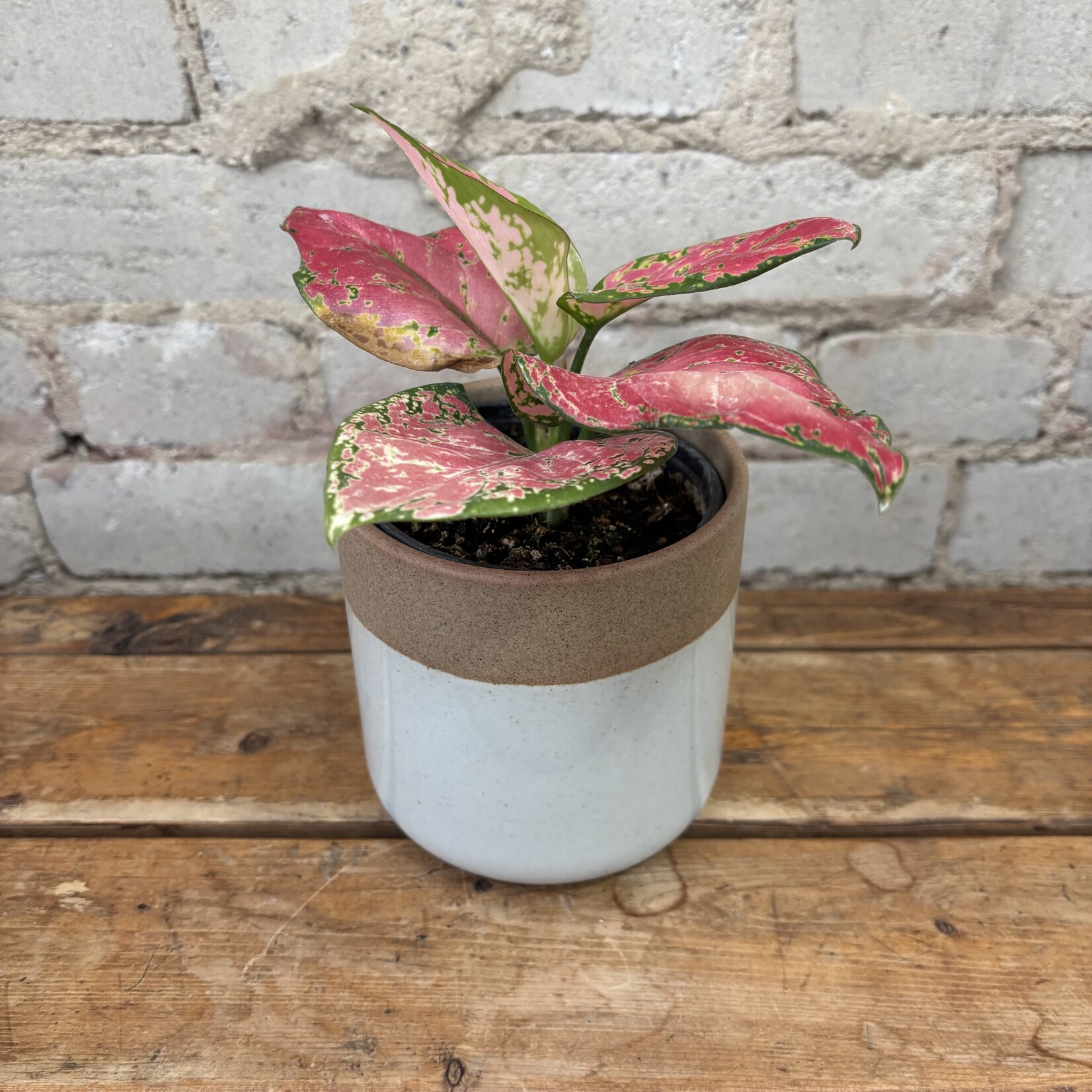 Aglaonema Beauty 4"