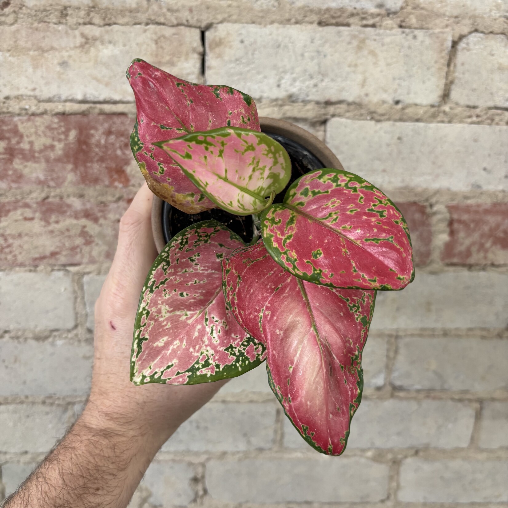 Aglaonema Beauty 4"
