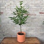 Cinnamon Tree / Standard 10"