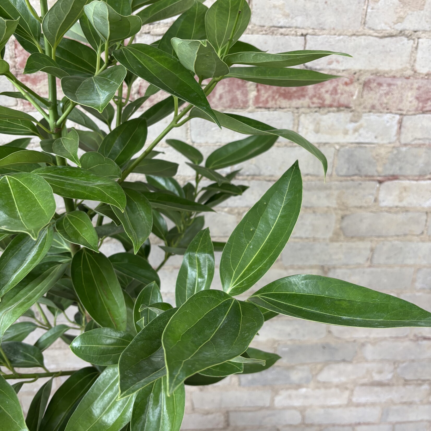 Cinnamon Tree / Standard 10"