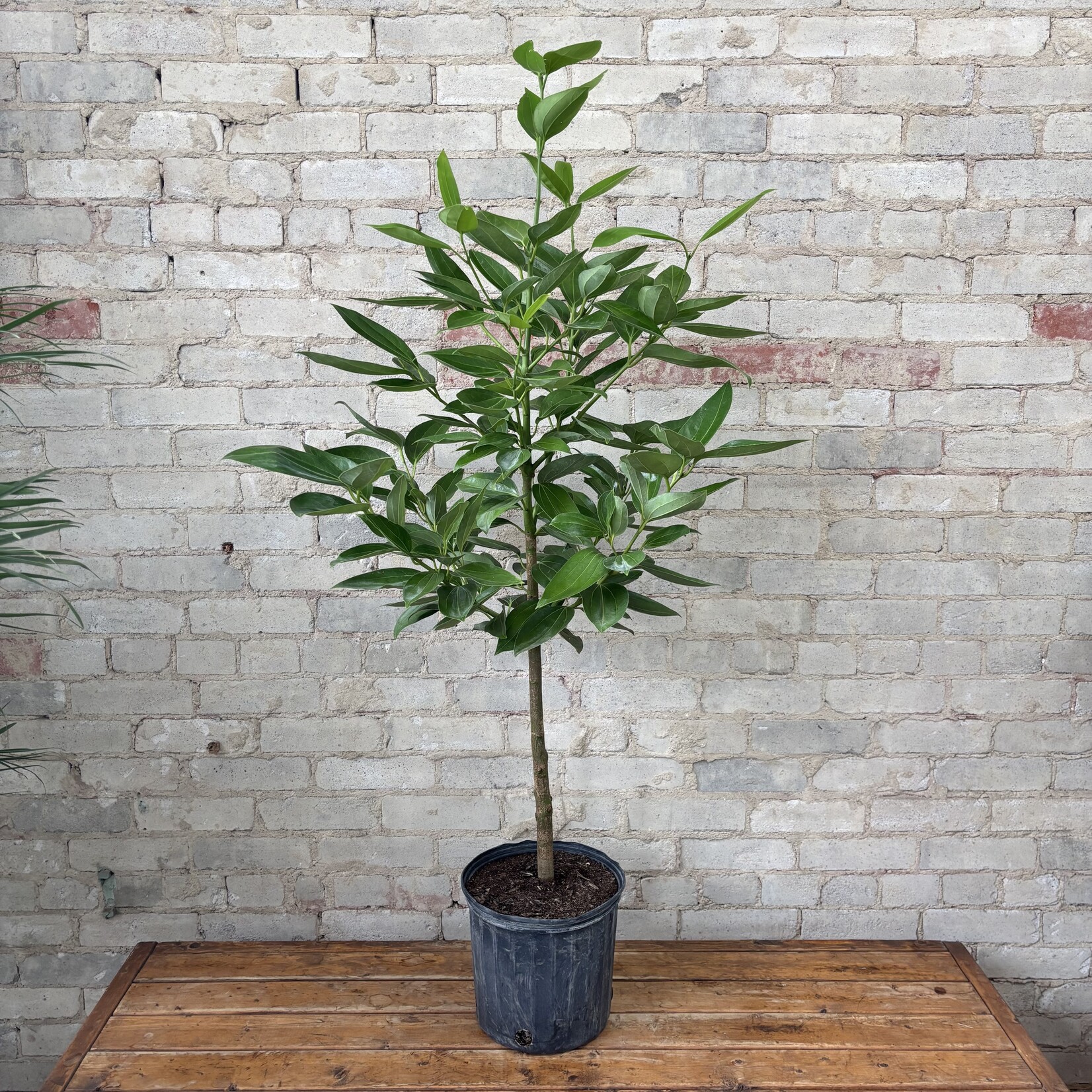 Cinnamon Tree / Standard 10"