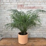 Phoenix Date Palm 10"