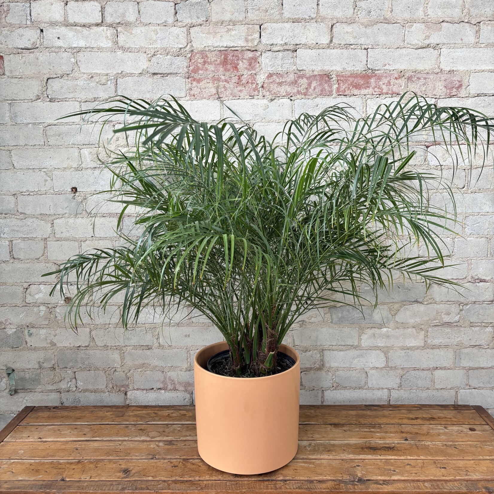 Phoenix Date Palm 10"
