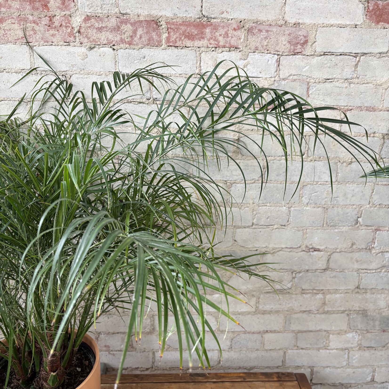 Phoenix Date Palm 10"