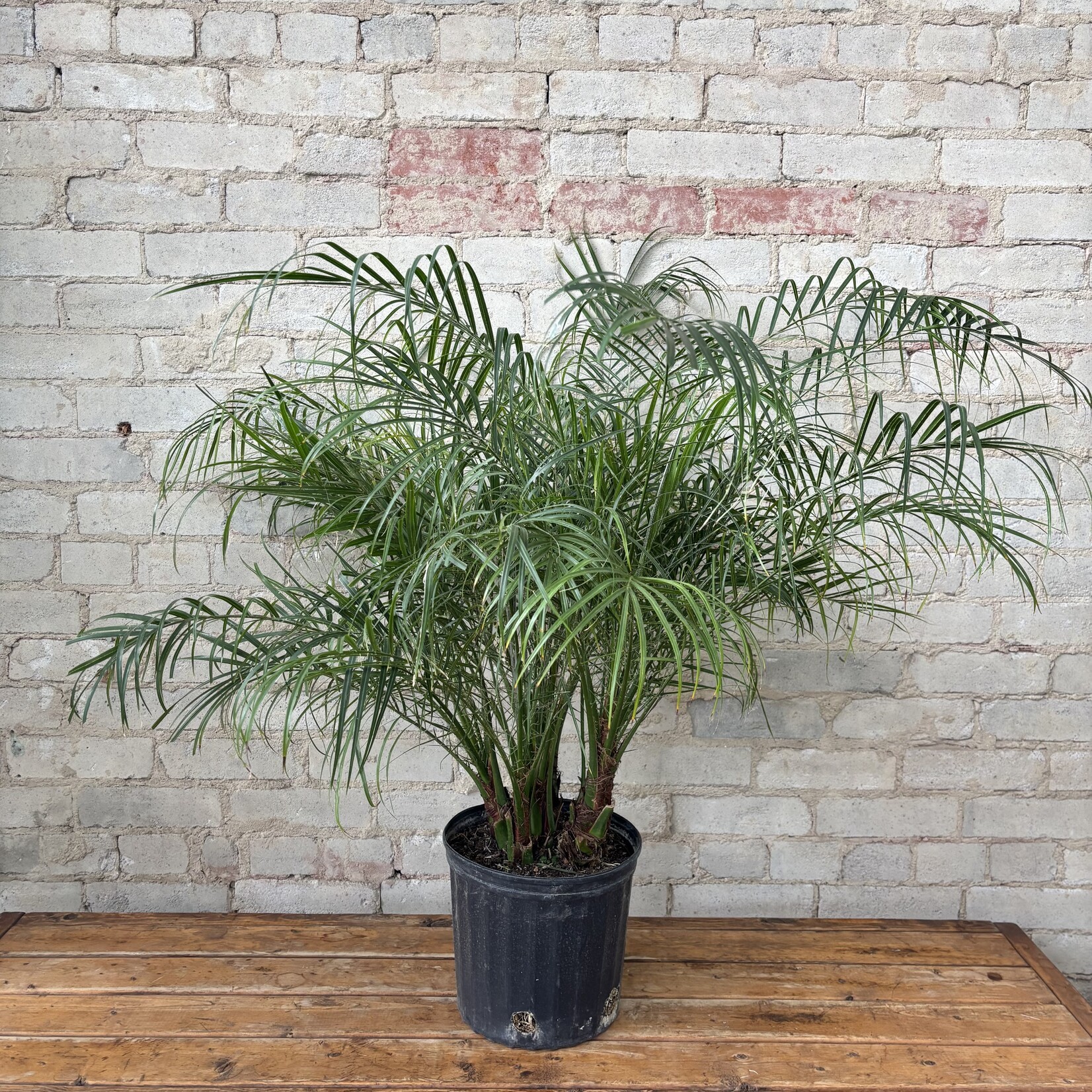 Phoenix Date Palm 10"