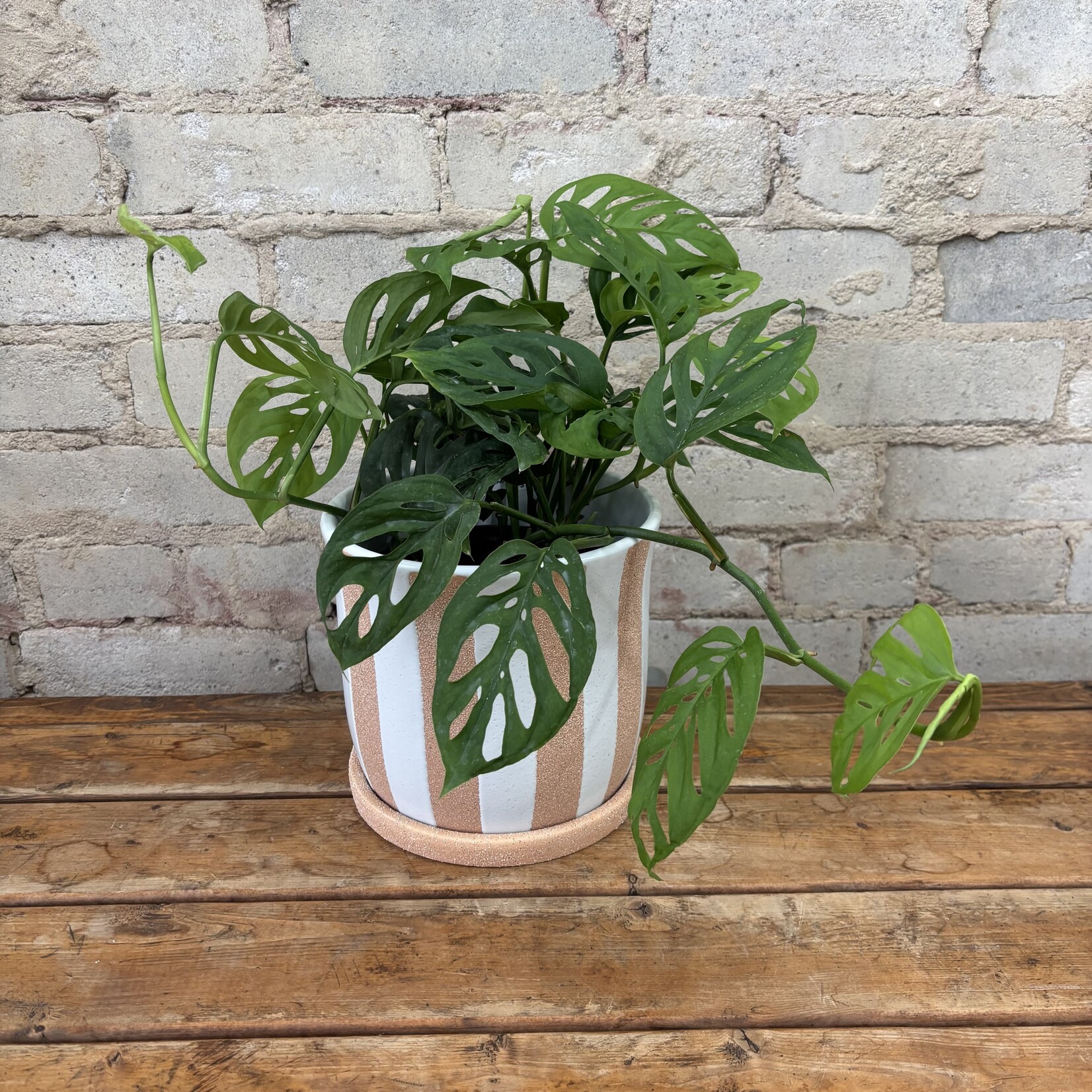 Monstera Adansonii 6"