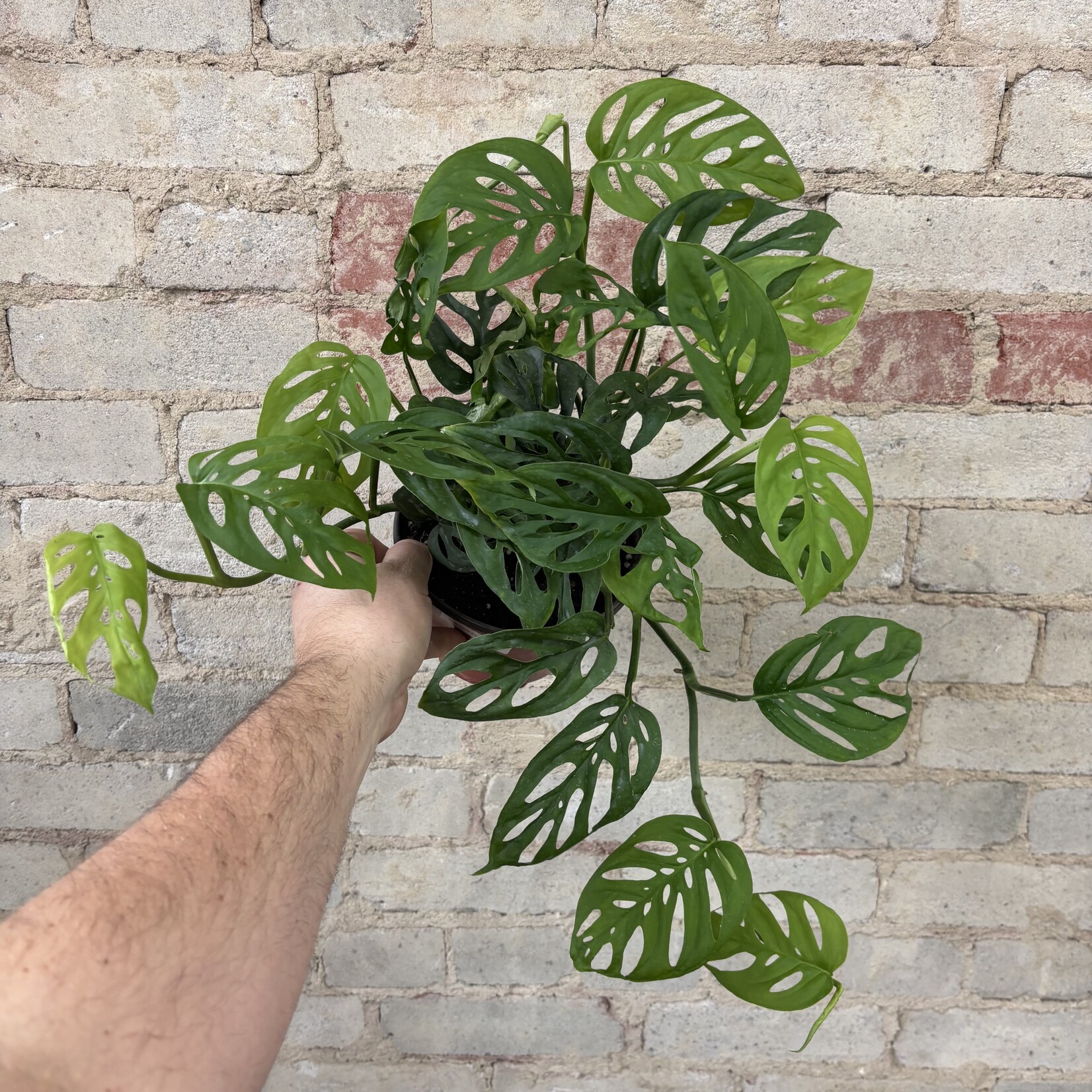 Monstera Adansonii 6"