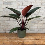 Philodendron Congo Rojo 6"