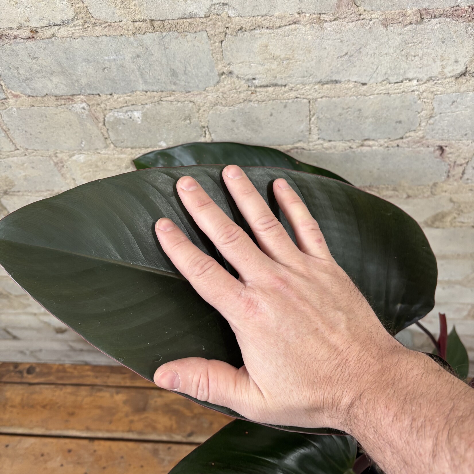 Philodendron Congo Rojo 6"