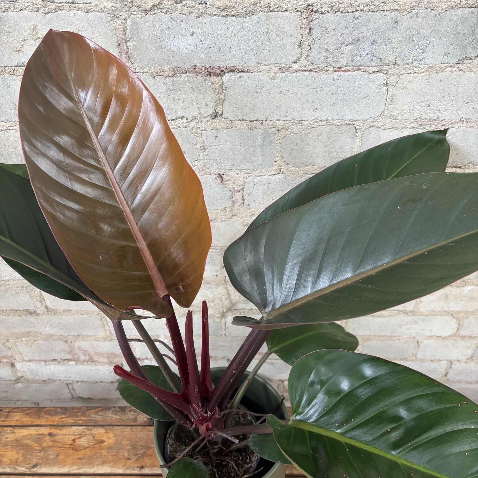 Philodendron Congo Rojo 6"