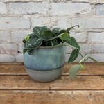 Scindapsus Pictus Silver Satin 6"