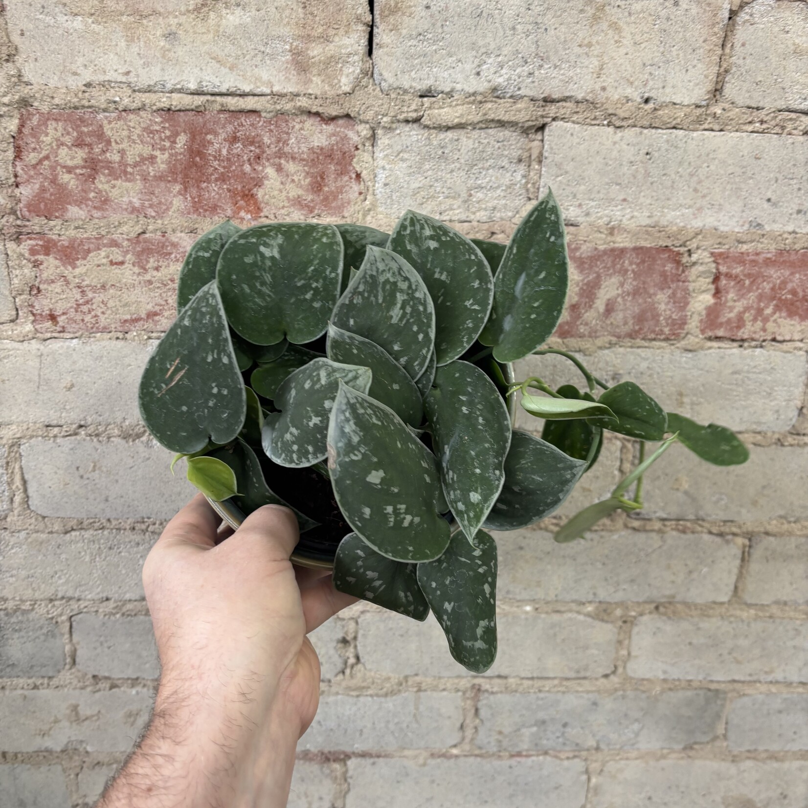 Scindapsus Pictus Silver Satin 6"