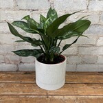 Aglaonema Emerald Beauty 6"