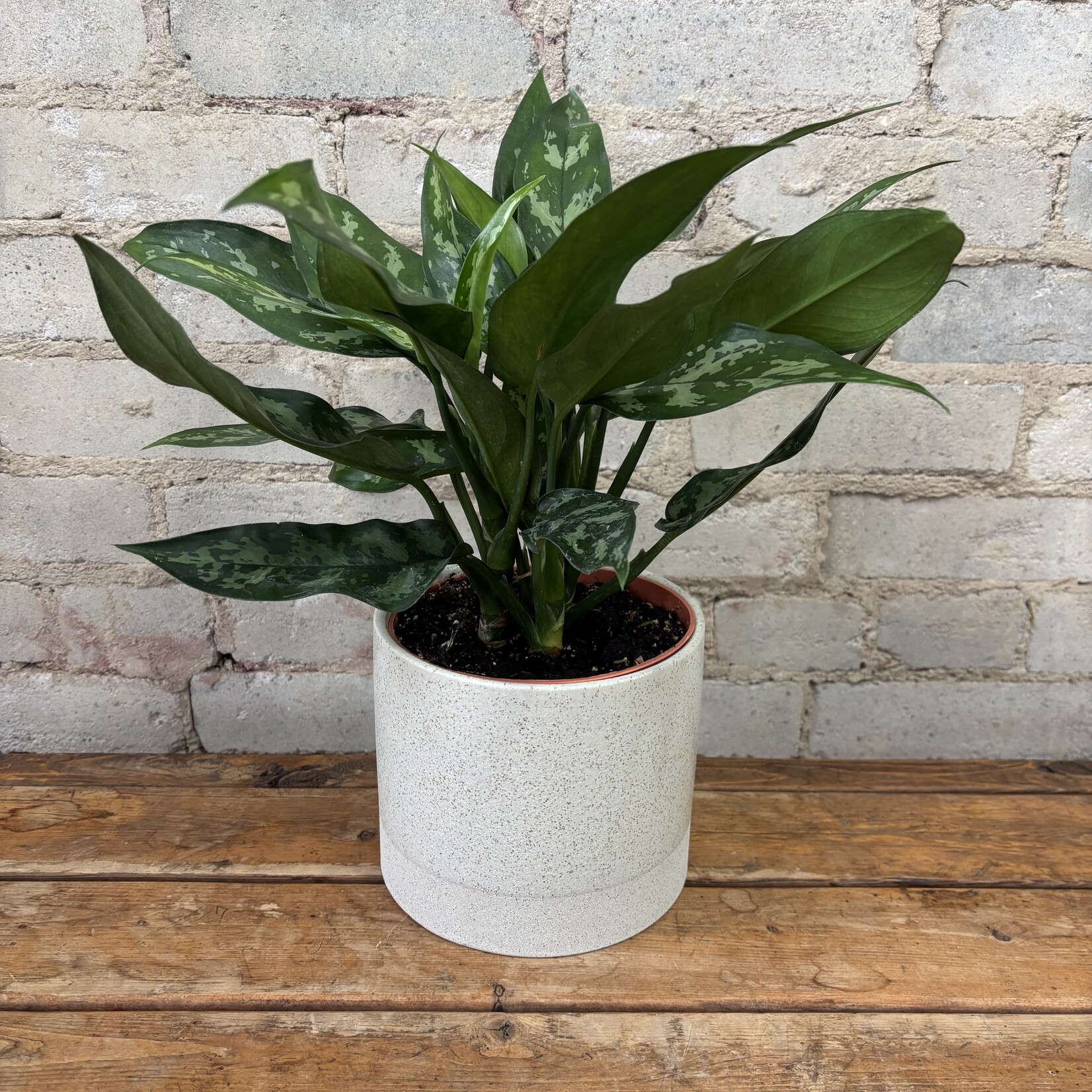 Aglaonema Emerald Beauty 6"