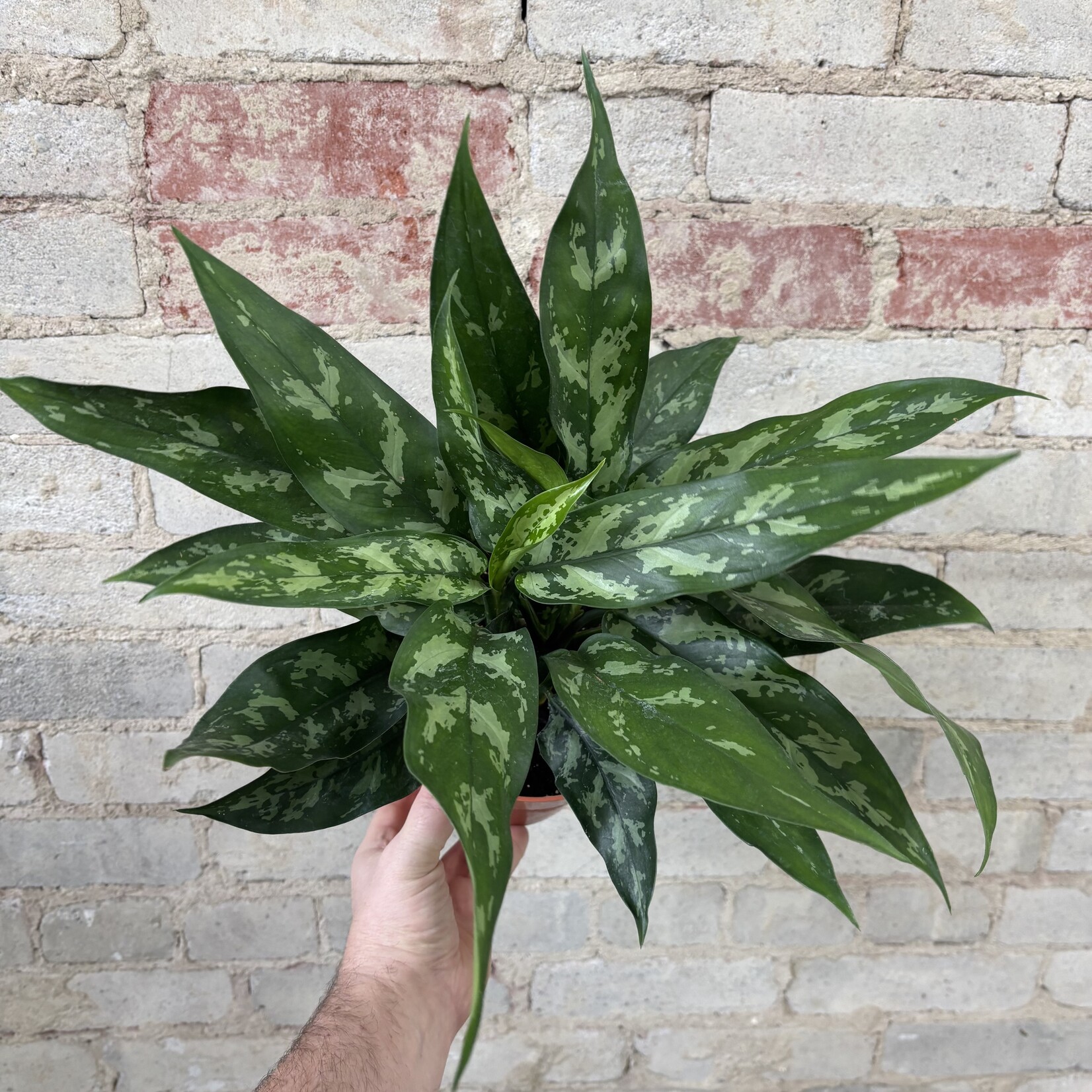 Aglaonema Emerald Beauty 6"