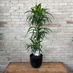 Dracaena Elegance Cane 10"
