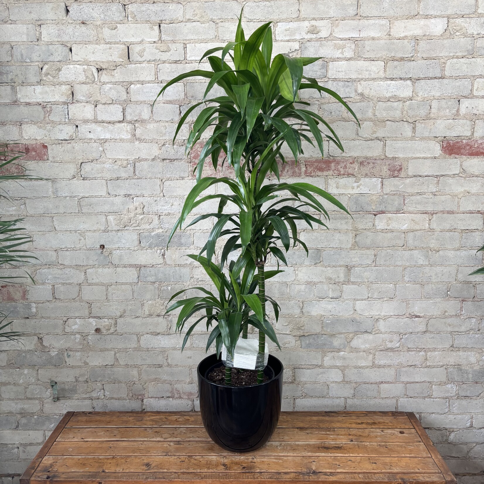 Dracaena Elegance Cane 10"
