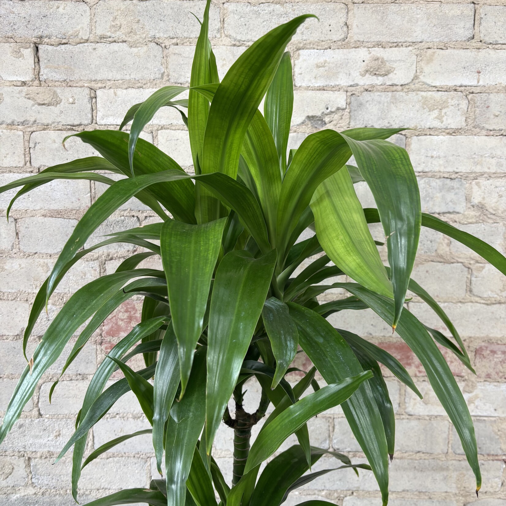 Dracaena Elegance Cane 10"