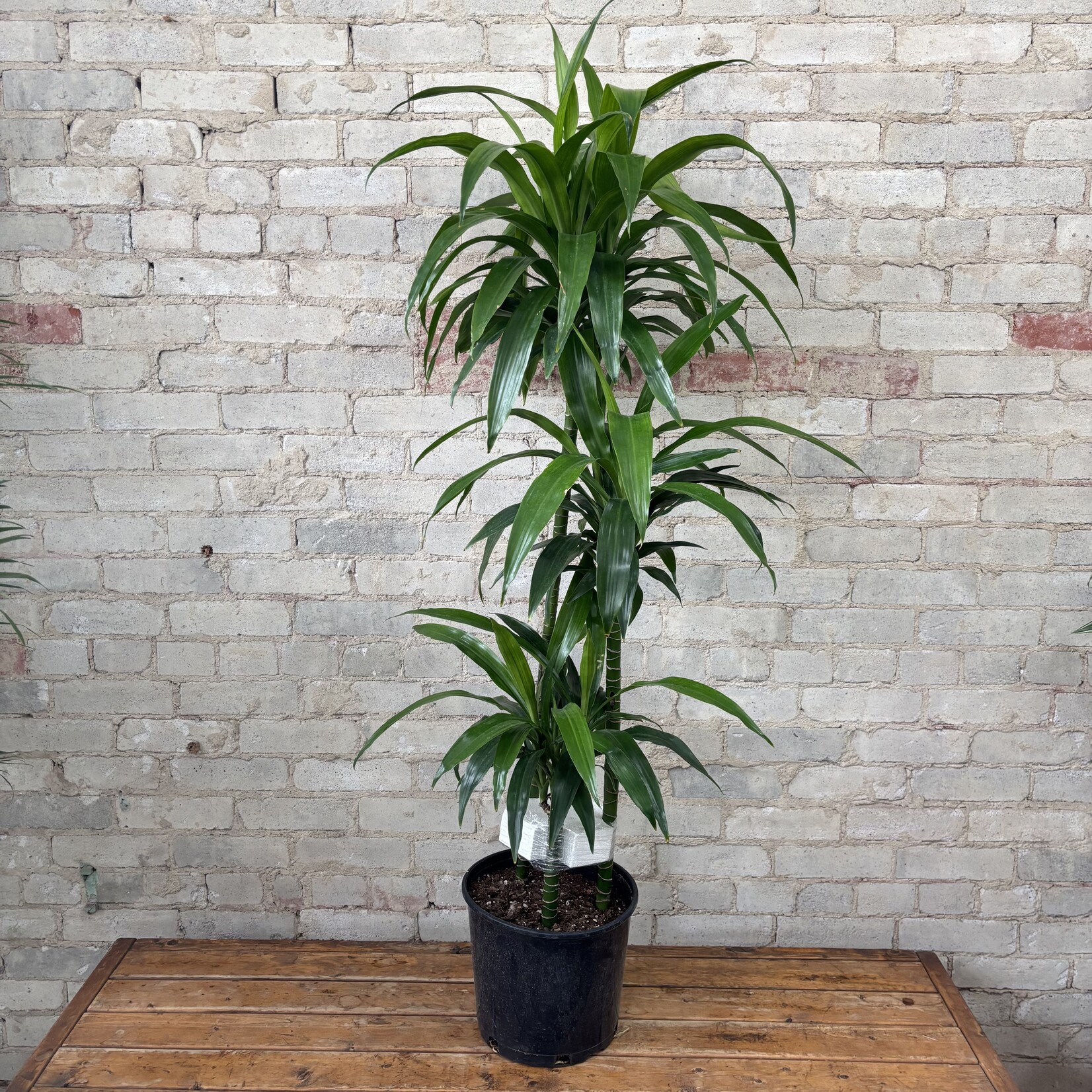 Dracaena Elegance Cane 10"