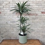 Dracaena Warneckii Jumbo 10"